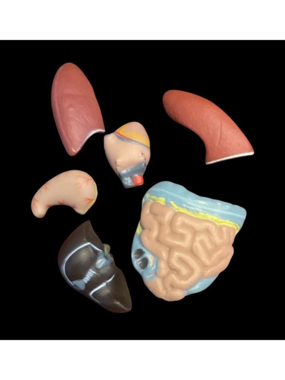 Human Anatomy Model Removable Organs Detailed Internal Systems Science Educati - Picture 4 of 8